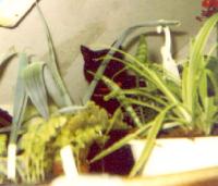 Fuzzball-in-Rebeccas-Loft-Garden-02-19-1998 Thumbnail